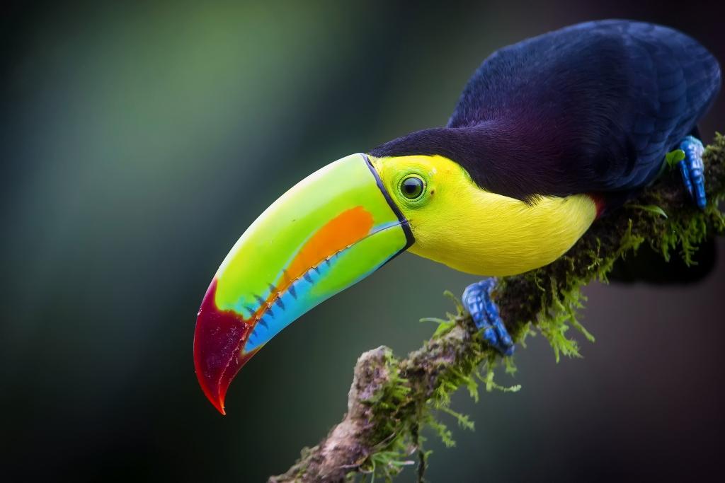 彩虹色的巨嘴鸟,树枝,巨嘴鸟,丛林,鸟