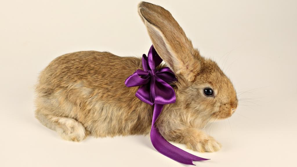 弓,腿,礼物,耳朵,兔子,弓,紫色