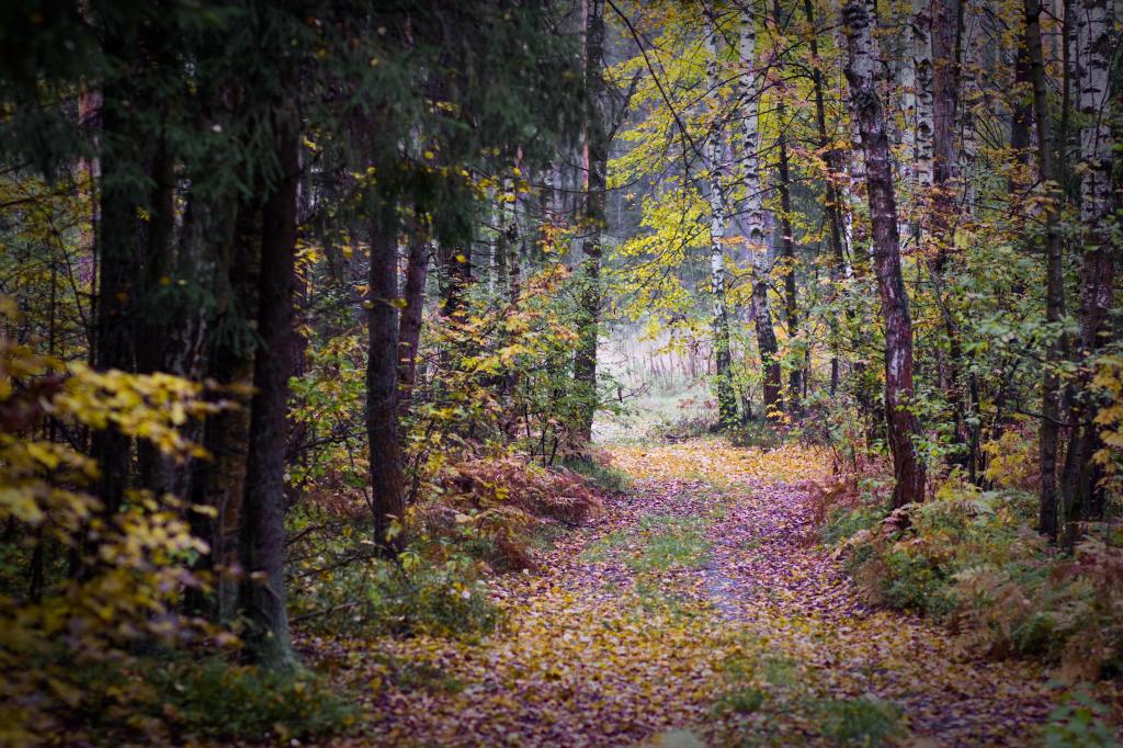 桦树,森林,轨道,秋天的森林,黯淡的秋天,阴,秋天,叶子,阴沉,树木