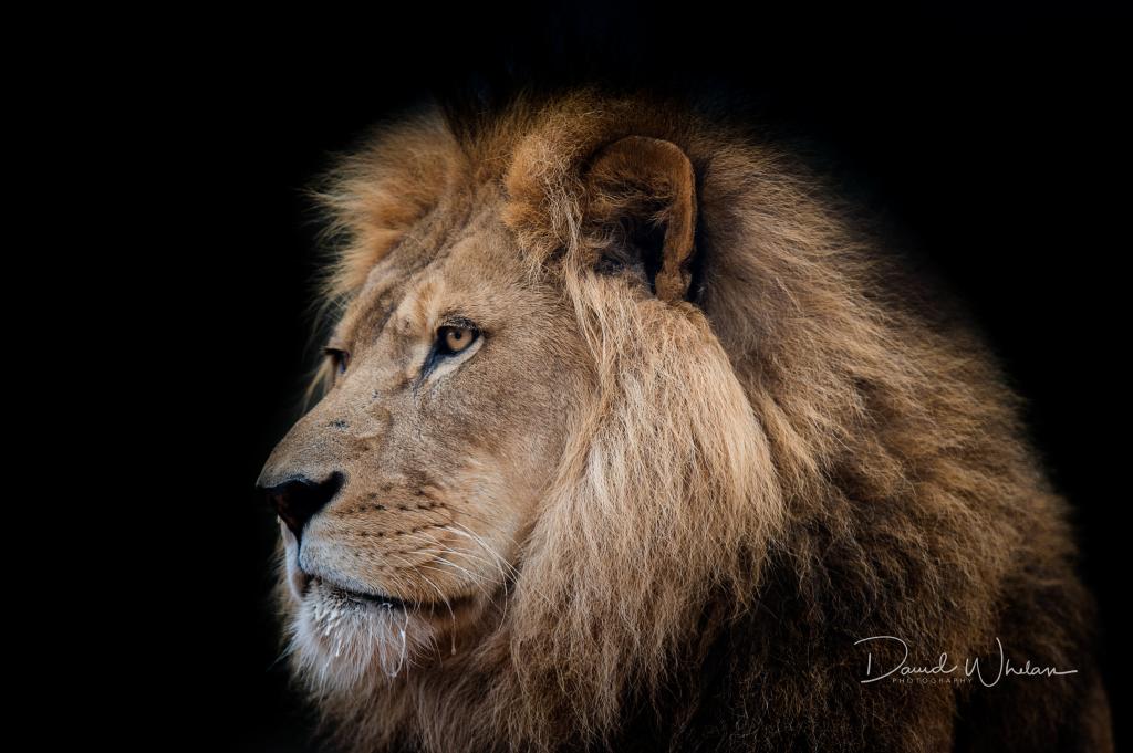 国王,野兽,狮子座