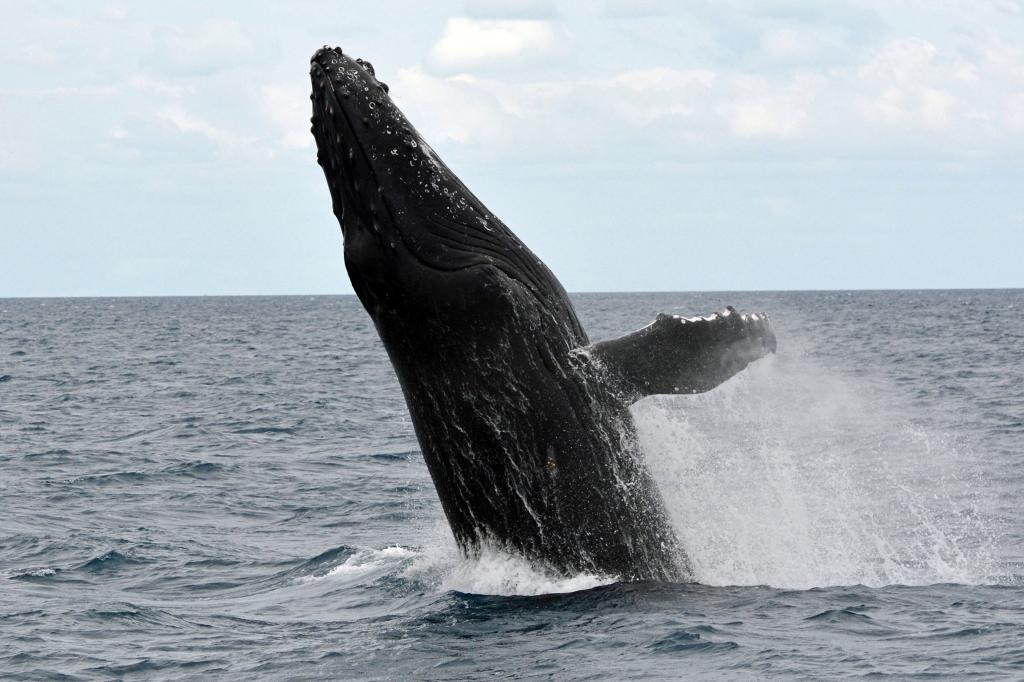 在白天高清壁纸期间,黑色的鲸鱼出现在水面之上