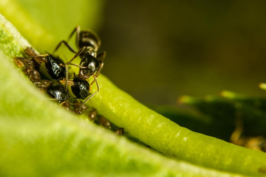选择性的重点摄影的两种黑蚂蚁植物,蚜虫,拉斯维加斯尼日尔高清壁纸