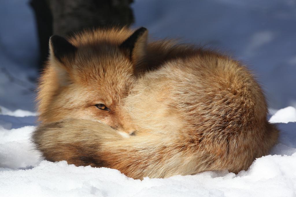 阿拉斯加动物园（阿拉斯加动物园）,看,留,雪,阳光,敏感,或红狐狸（狐狸...