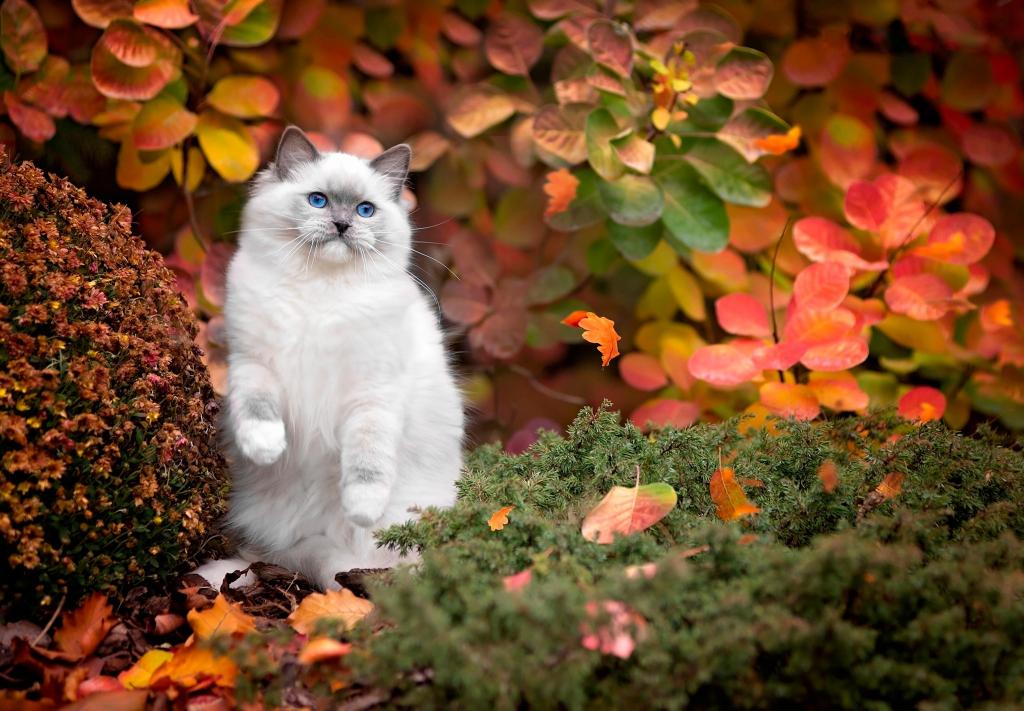 猫,蓝色的眼睛,性质,白色,灌木丛,叶子,草,秋季,猫