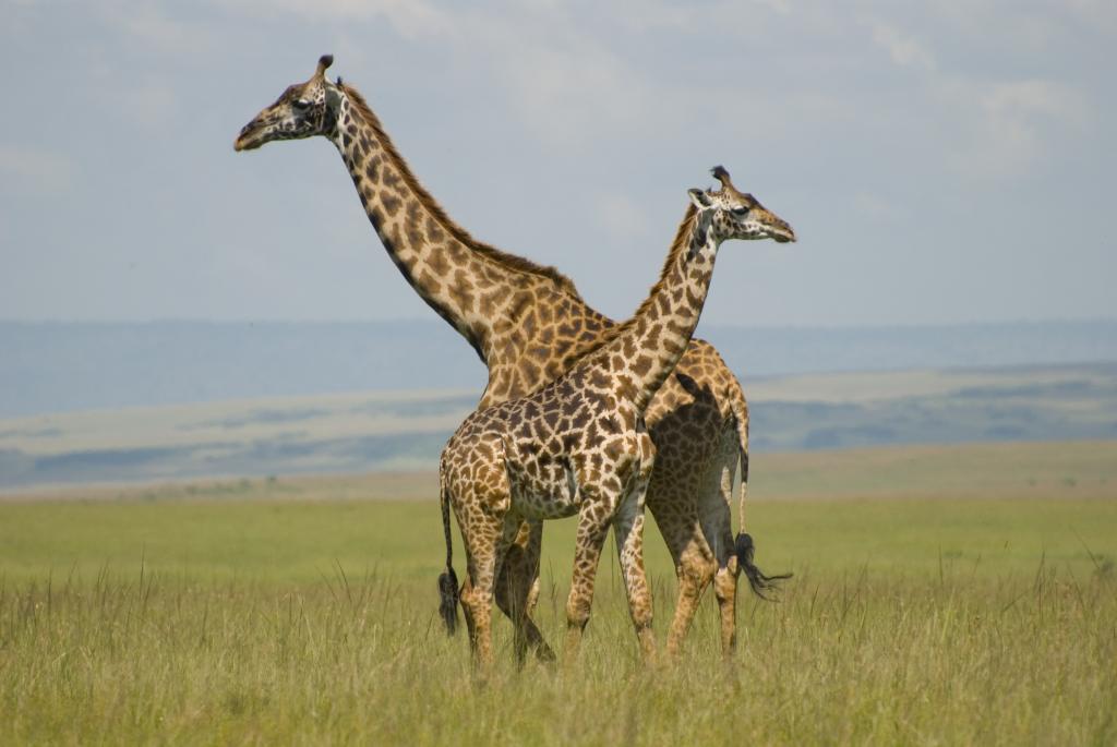 两个长颈鹿在草地,长颈鹿,马赛马拉,肯尼亚高清壁纸