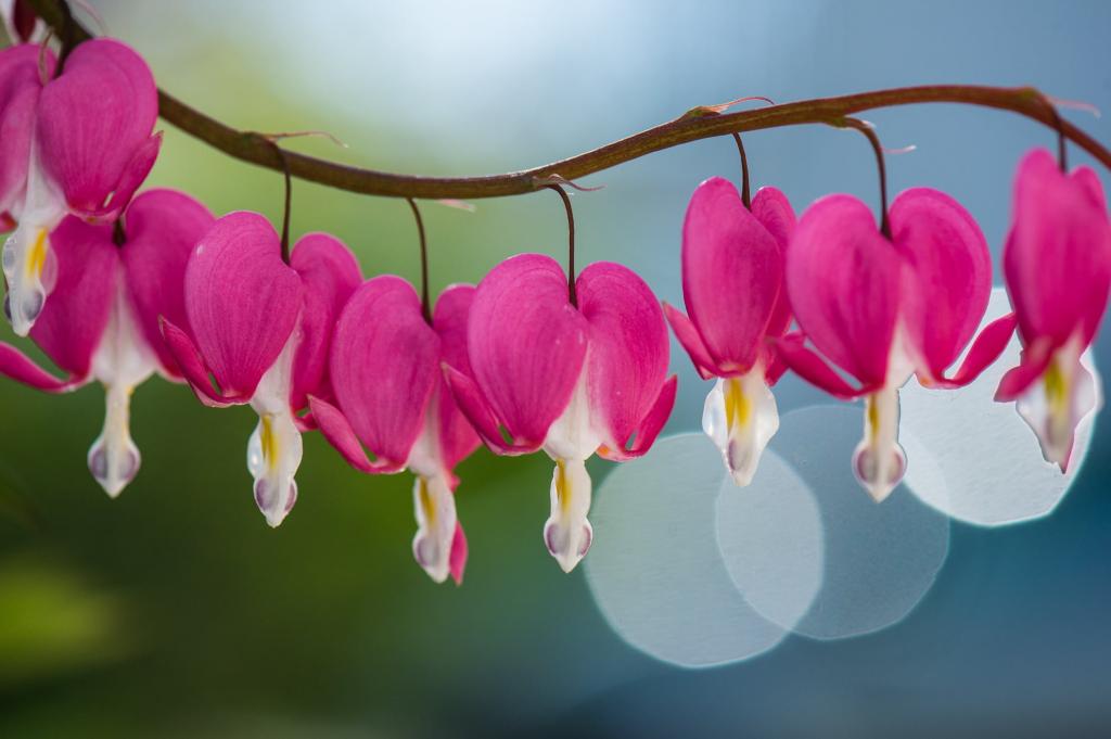 粉红色和白色的花朵浅焦点摄影高清壁纸