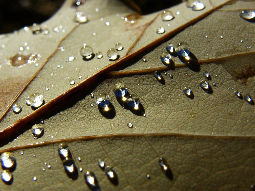 水的微观摄影在棕色叶子HD墙纸滴下