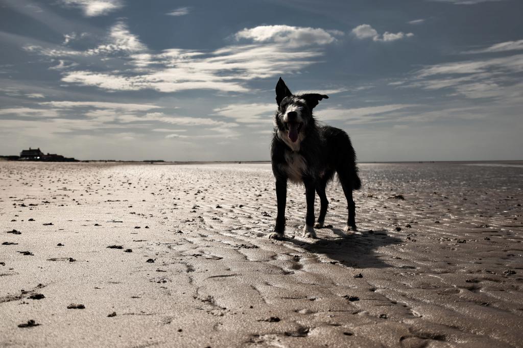 狗,看,海滩,每一个
