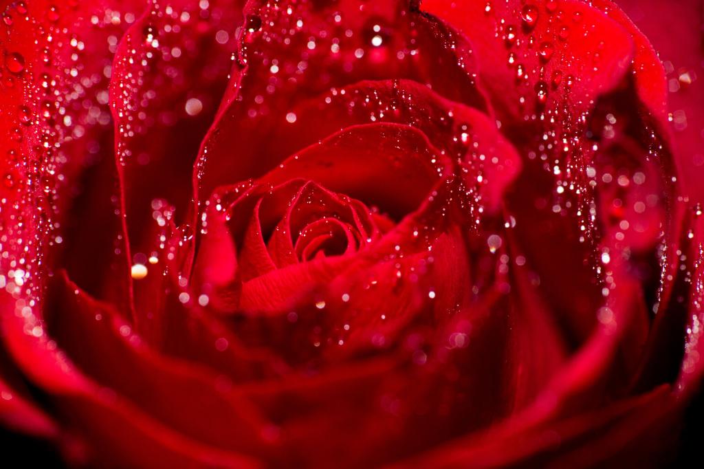 红玫瑰高清壁纸的倾斜移位镜头摄影