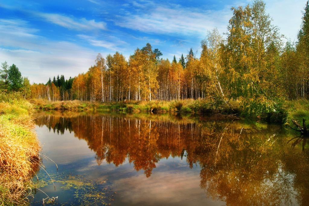 自然,水,秋天,森林,反思