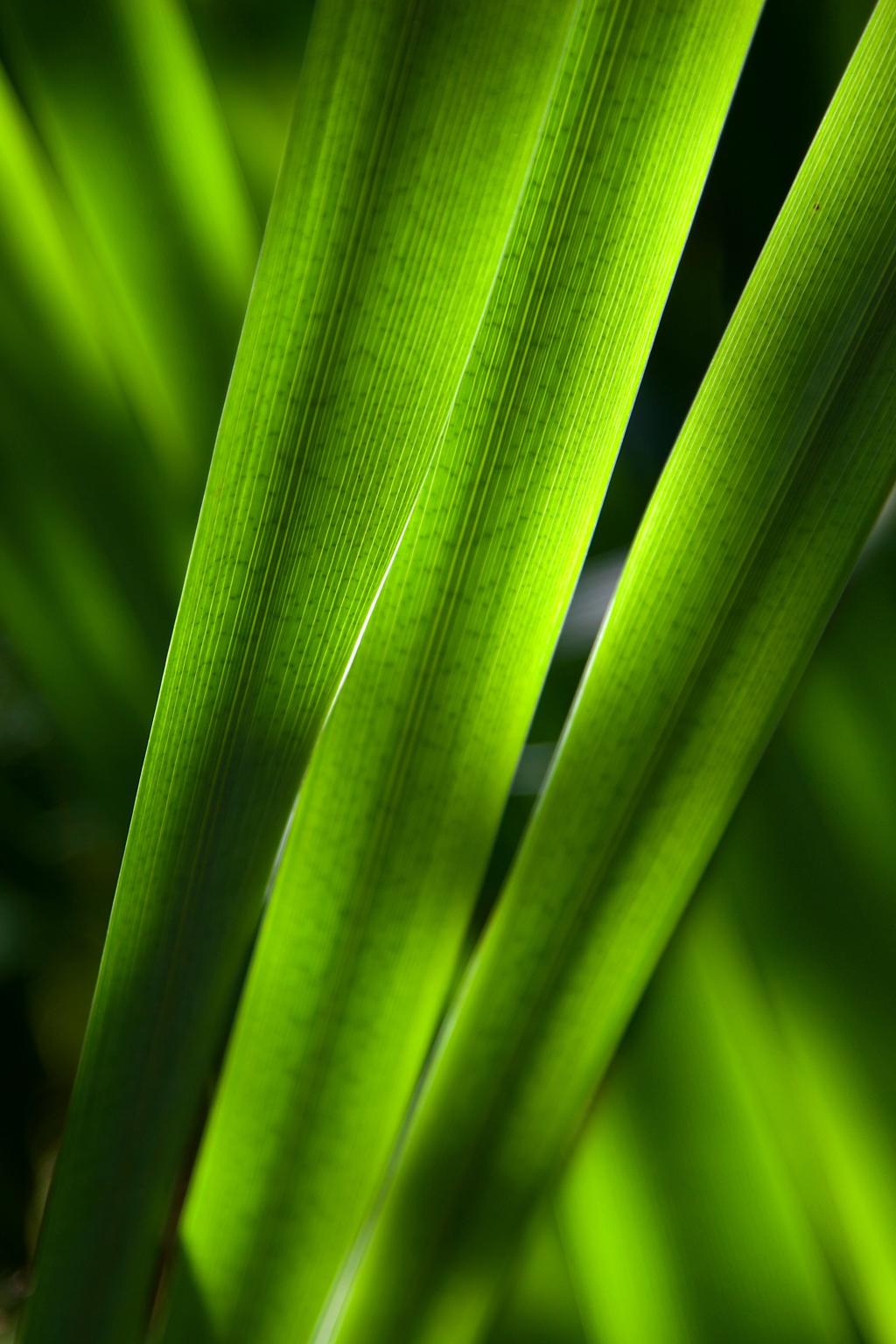 绿色线性植物HD墙纸特写镜头照片
