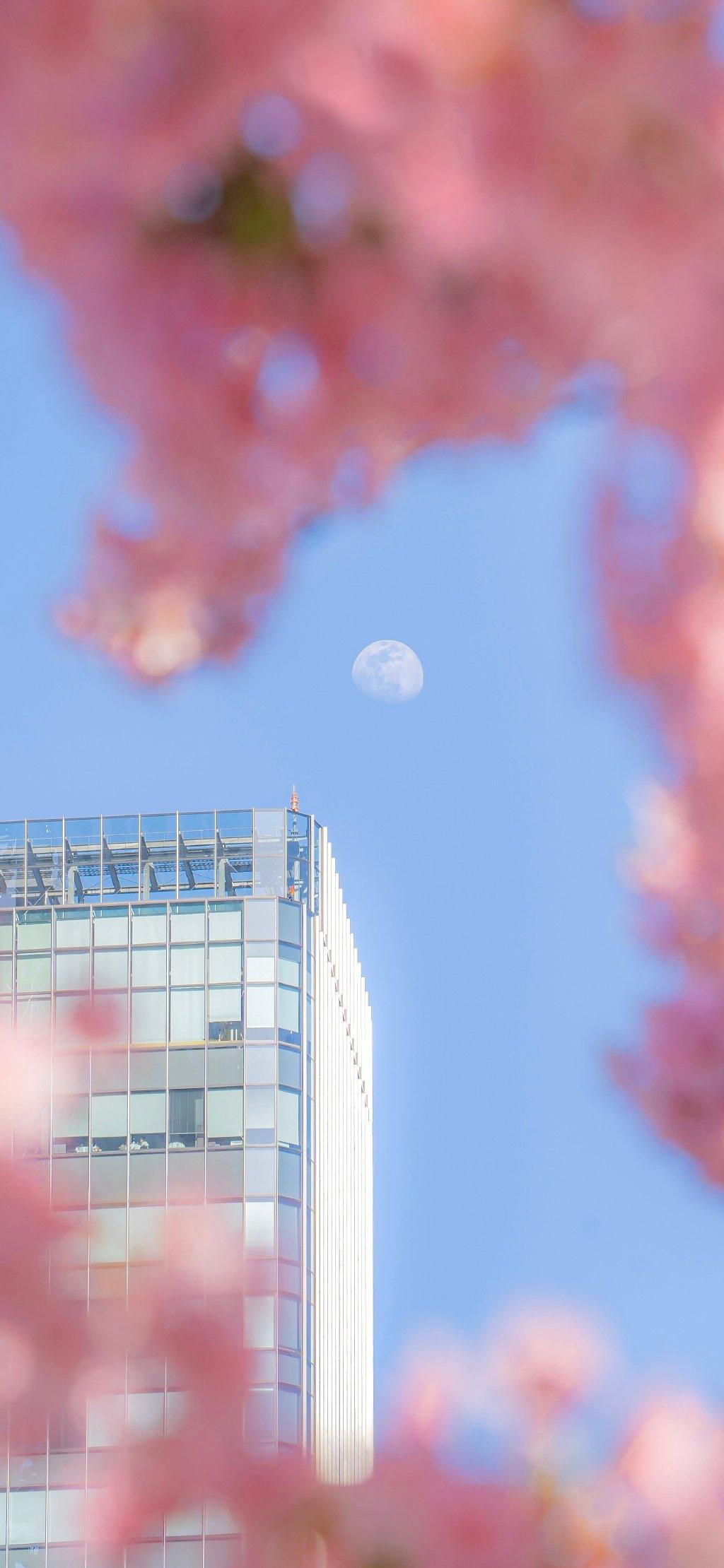 高楼下的樱花与高高悬挂的月