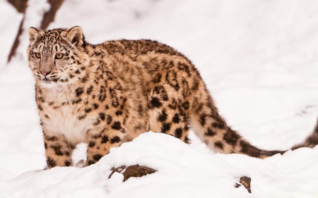 Uncia uncia,美丽的捕食者,是,雪豹,雪豹,脸,看起来,在雪地里,棕褐色,...  - 