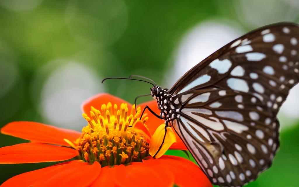焦点,翅膀,自然,花卉,蝴蝶,橙色,昆虫,斑点