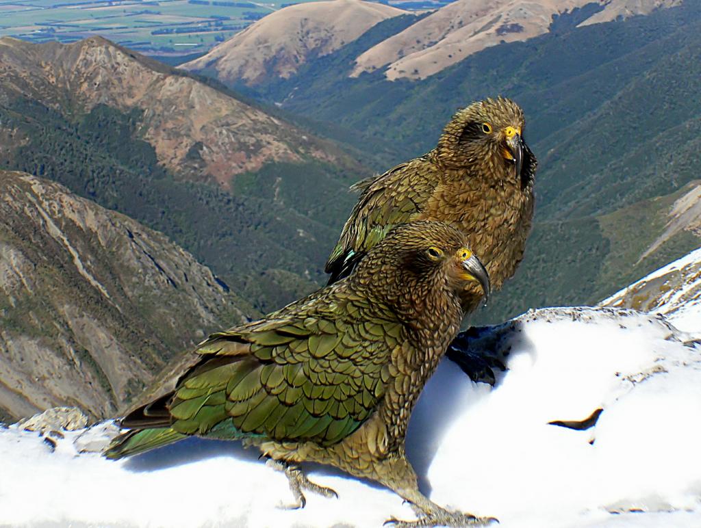 两个绿色的鸟,在白天山高清摄影,凯阿高清壁纸