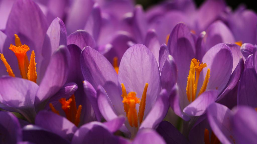紫色的花朵浅景深摄影高清壁纸