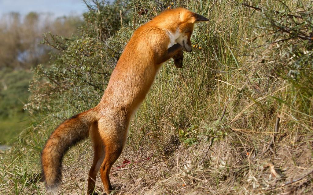 狐狸,背景,性质