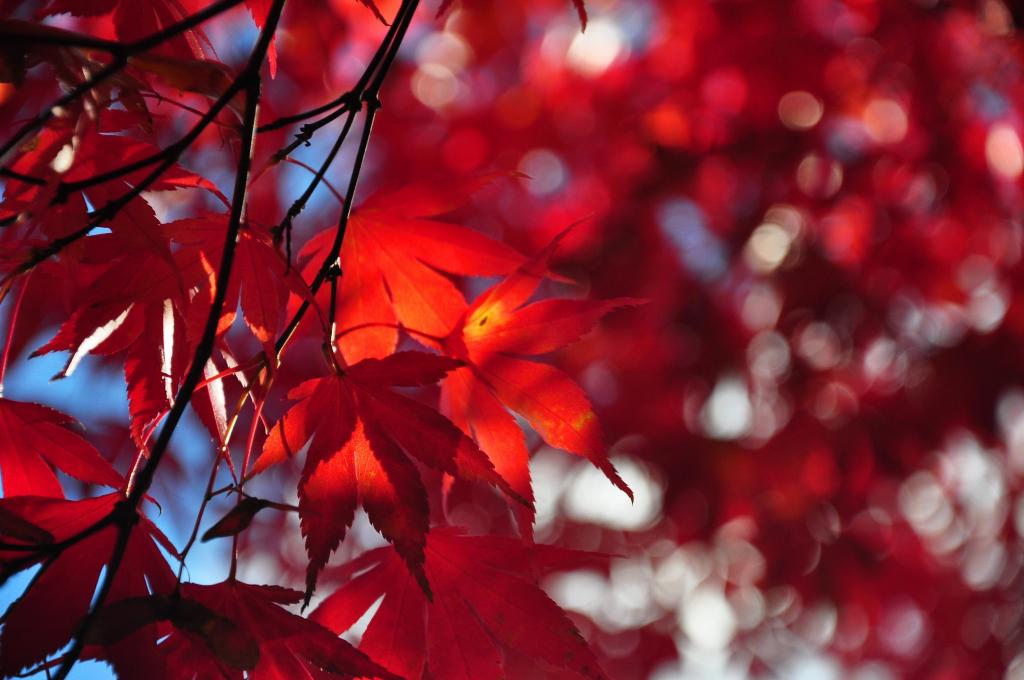 树,树枝,天空,秋天,叶子,深红色