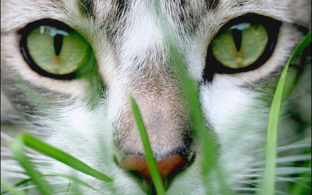 猫,绿色,草,脸,眼睛