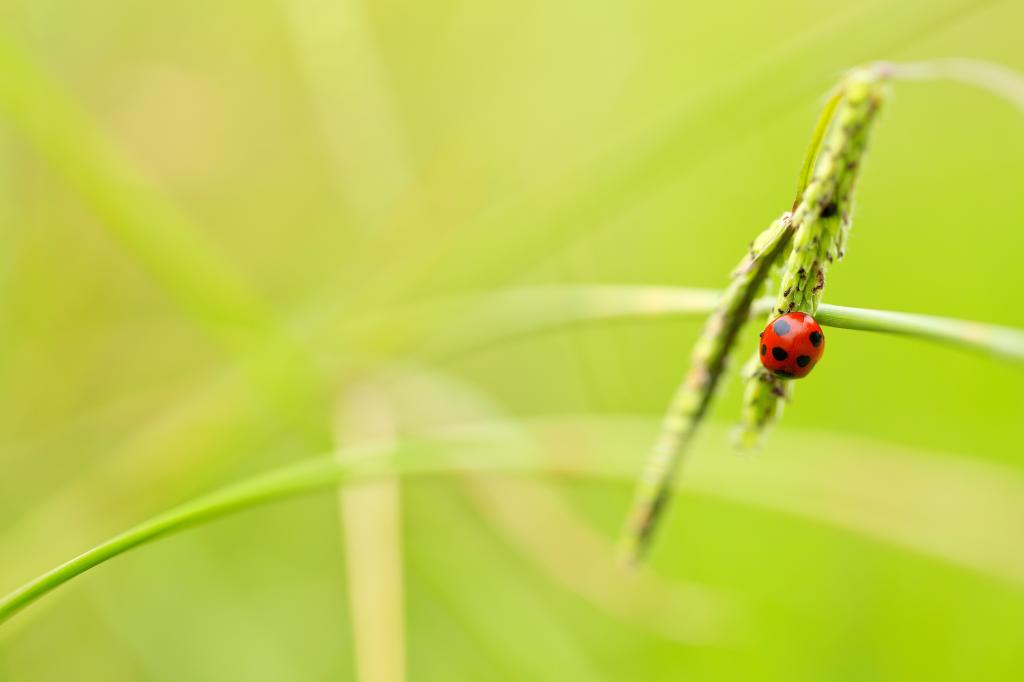 选择性的焦点摄影的瓢虫的爪子草,瓢虫高清壁纸