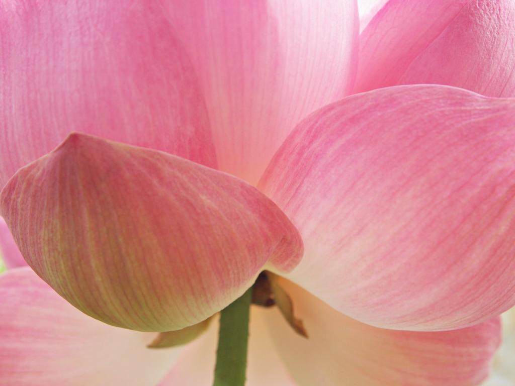 粉红色的莲花花高清壁纸的特写照片