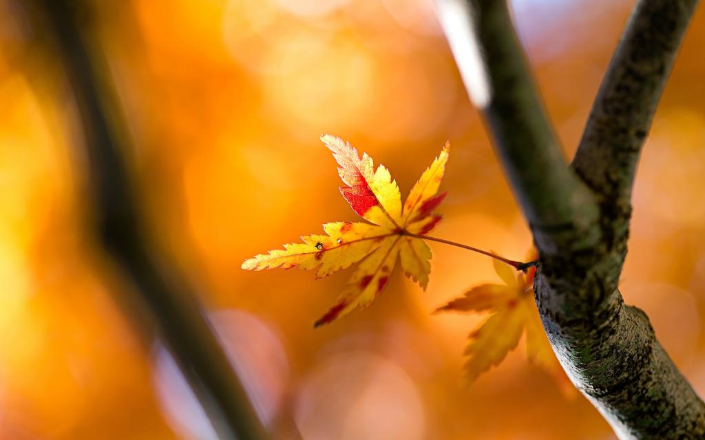 壁纸树,表,秋天