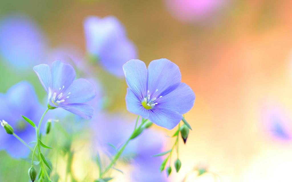 花,花瓣,莱恩,夏天,蓝色,领域