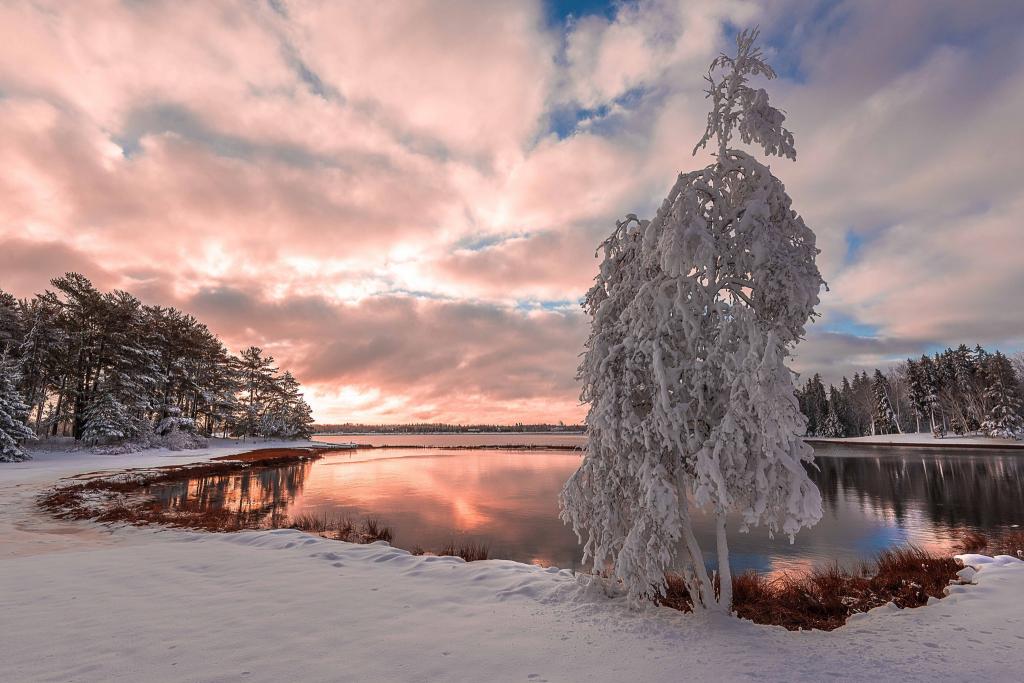 雪,雪,湖,树,树,湖,冬季景观,冬季景观