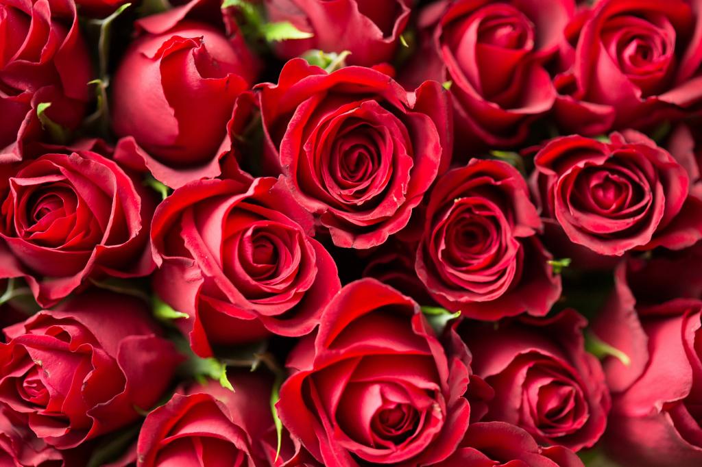 满墙红玫瑰浪漫背景图