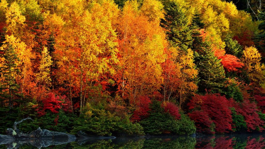 壁纸的深红色,秋天,反射,树木,河流,森林,树叶