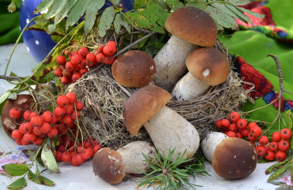 蘑菇,蘑菇,罗文