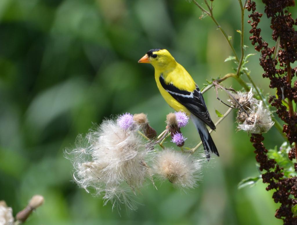 野生生物摄影的黄色短喙鸟高清壁纸