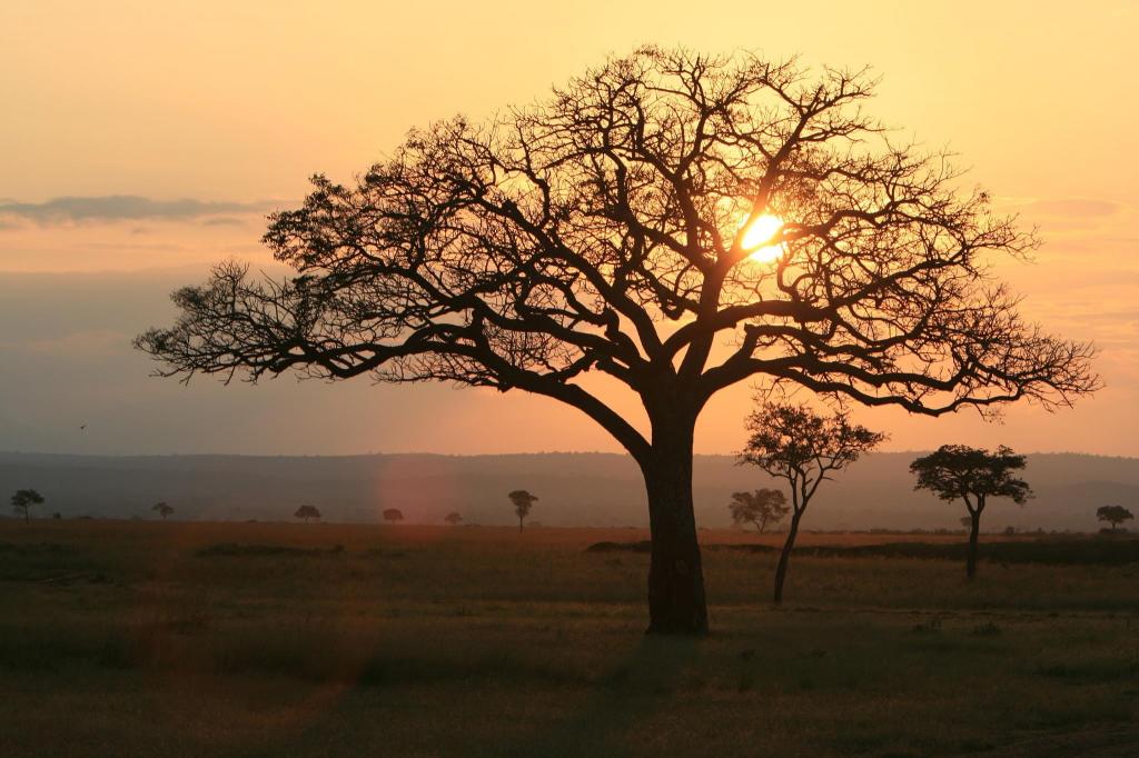 光秃秃的树干在平原,坦桑尼亚,mikumi高清壁纸