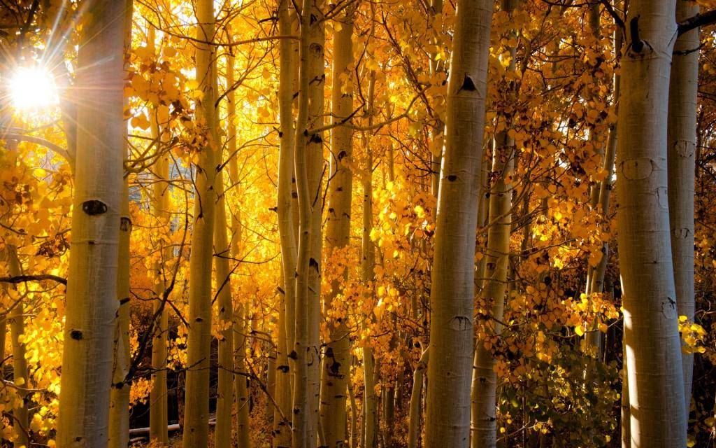 白杨,光线,光,科罗拉多州,白杨,叶子,树干,秋季,森林,美国