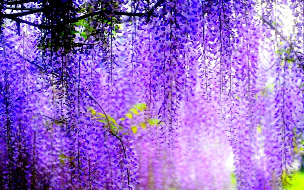 鲜花,模糊,一束,开花,树木,紫藤