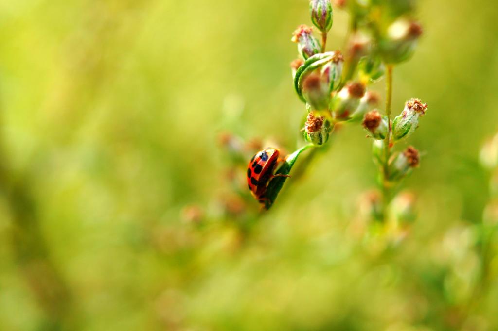 红色和黑色发现瓢虫栖息在绿叶上特写照片高清壁纸