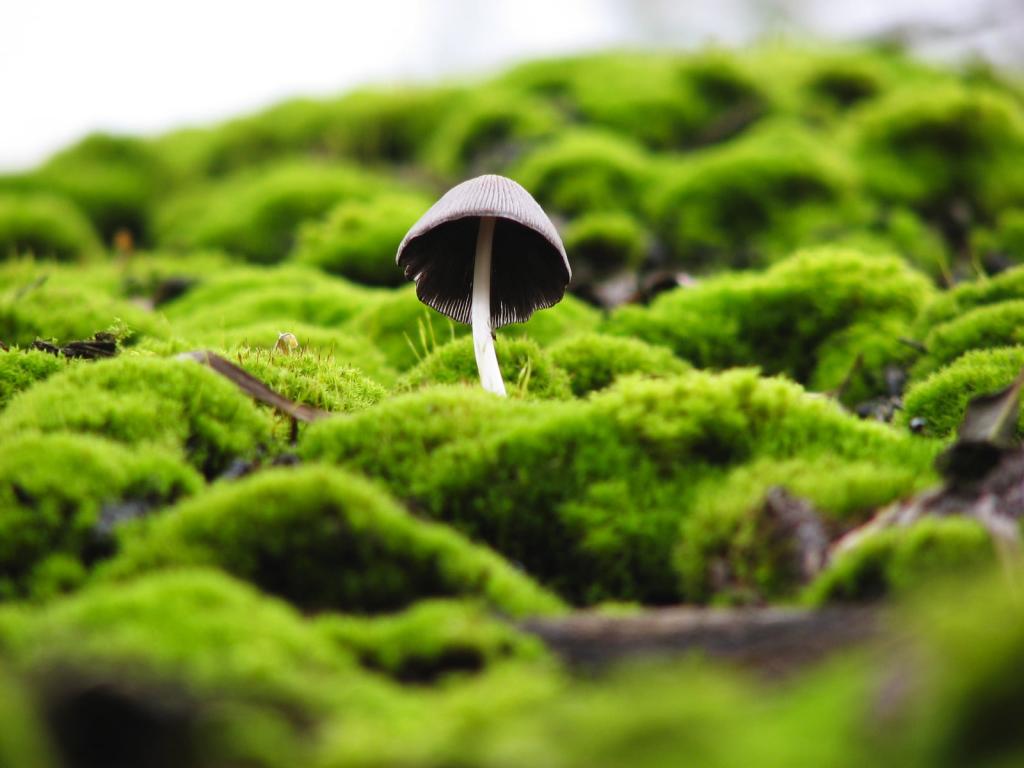 棕色蘑菇高清壁纸浅焦点摄影
