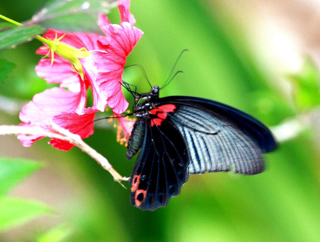 黑色和红色蝴蝶在粉红色的花,在特写摄影,papilio曼农,泰国高清壁纸