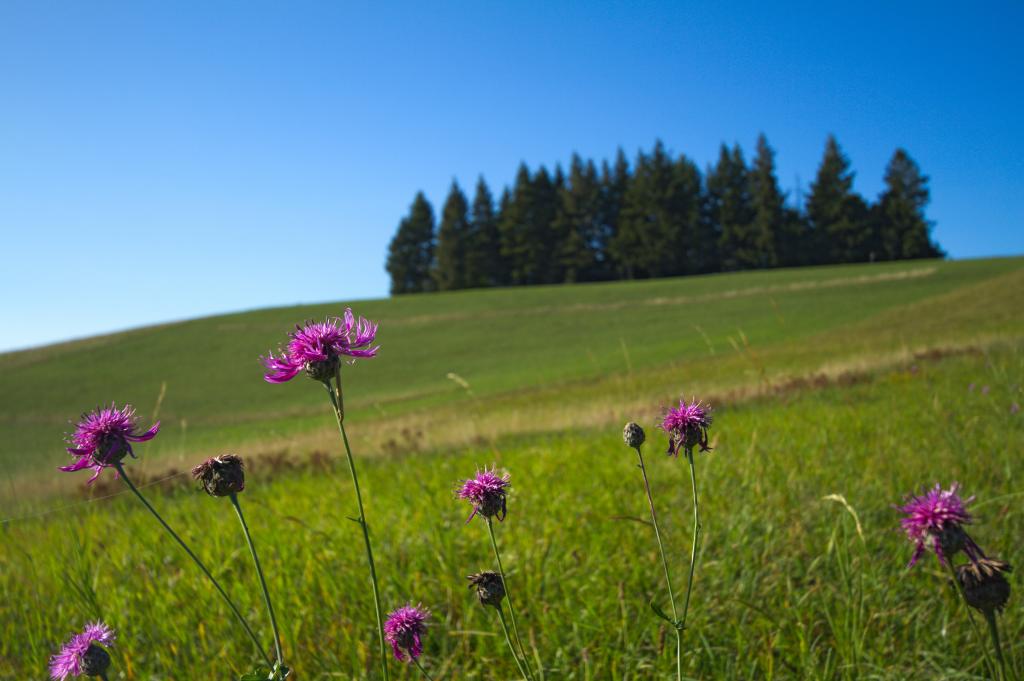紫色花瓣花在绿色的田野,在白天的时候高清壁纸