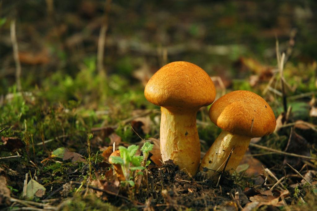 蘑菇,白蘑菇,鹅膏菌