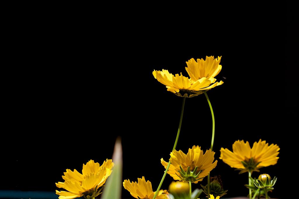 浅焦点摄影的黄色的花朵高清壁纸