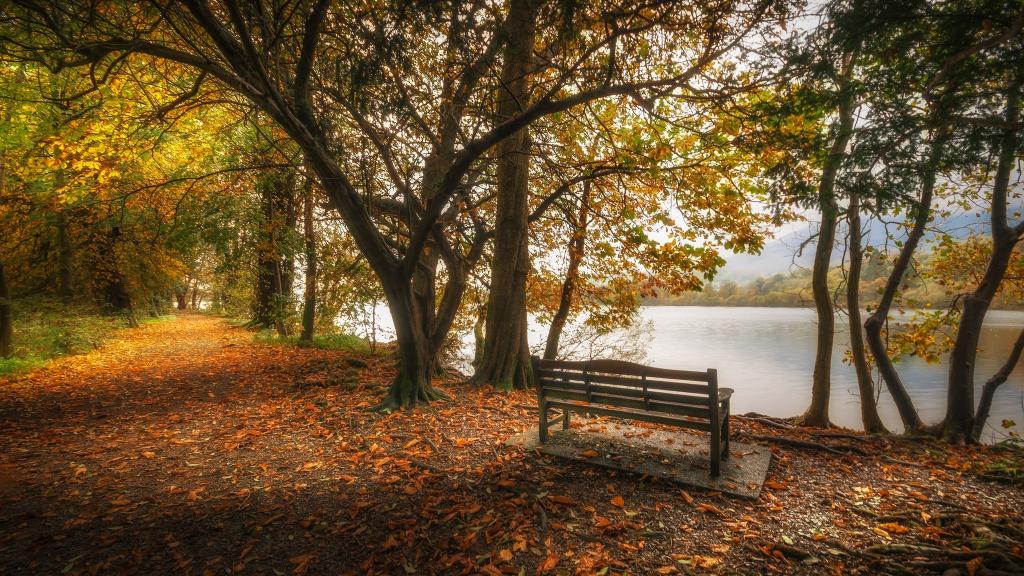 公园,英格兰,长凳,树,叶子,坎布里亚郡,湖,秋天,池塘