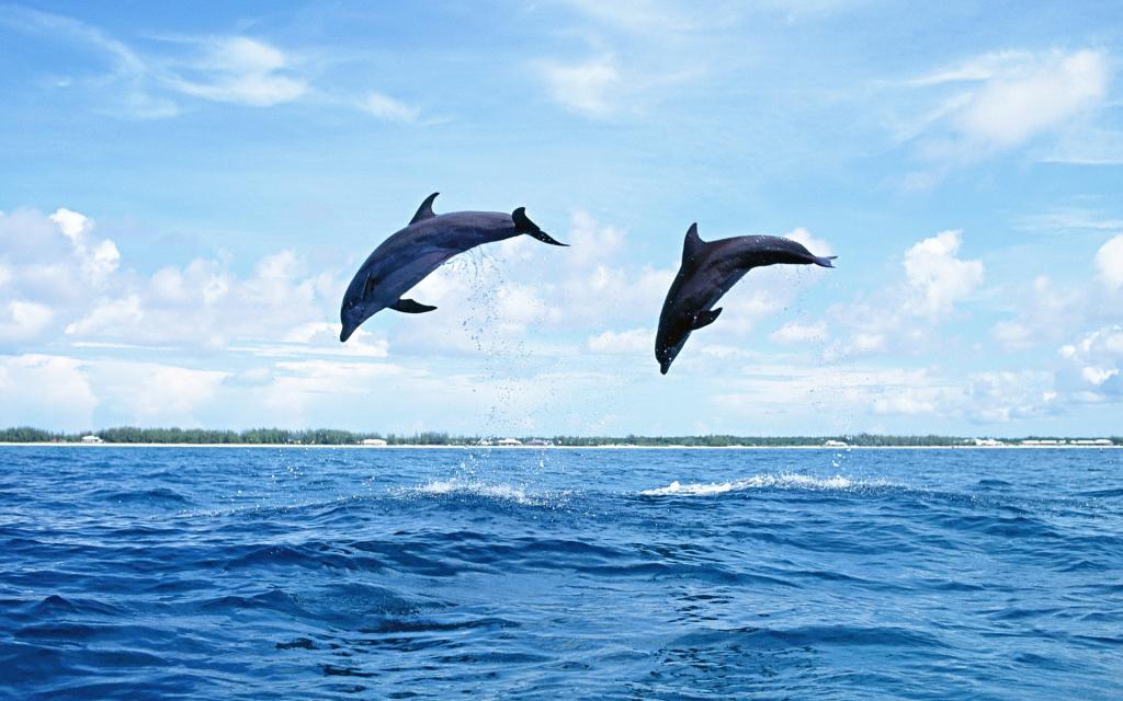 天空,自然,哺乳动物,跳跃,海,水,海豚,群岛