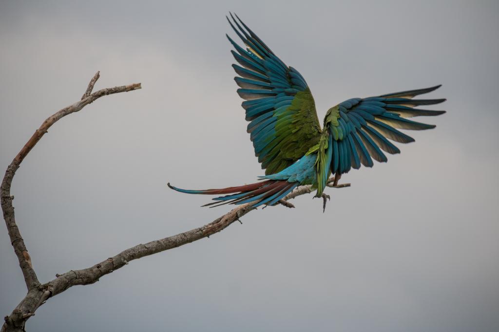 蓝色的金刚鹦鹉鸟在白天栖息在光秃秃的树枝上,伟大的绿色金刚鹦鹉高清壁纸