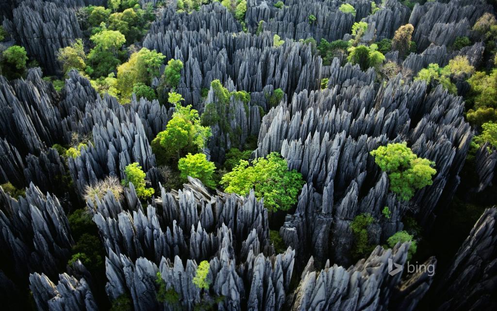 马达加斯加,树木,Tsingy de Bemaraha国家公园,岩石
