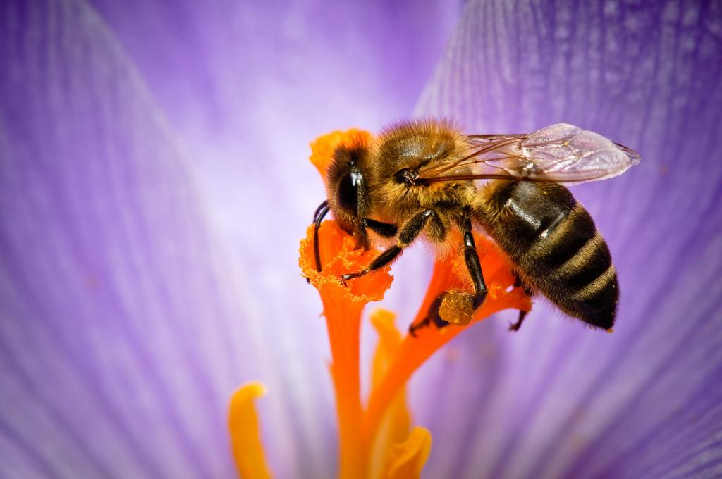 蜜蜂在花高清壁纸的宏观摄影