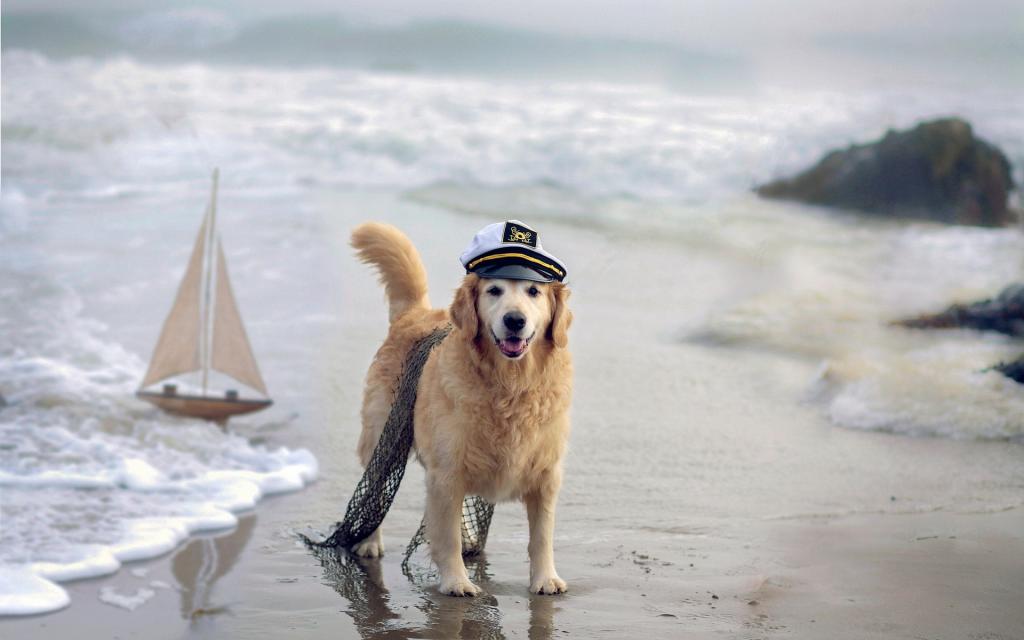 狗,海,船