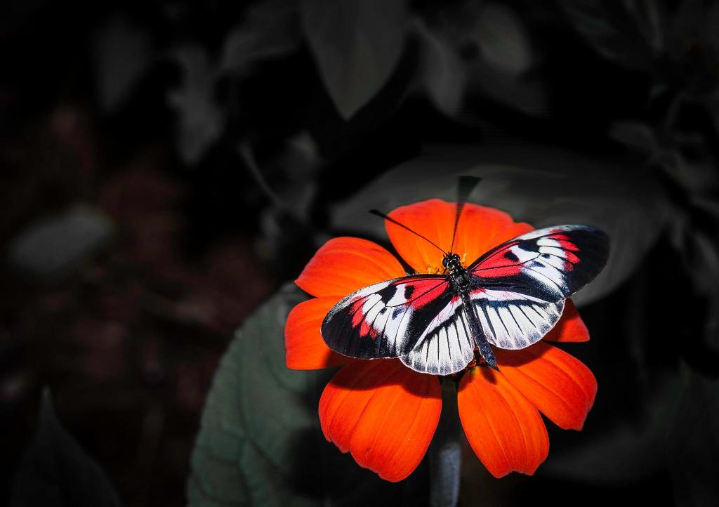 蝴蝶,花瓣,昆虫,翅膀,花