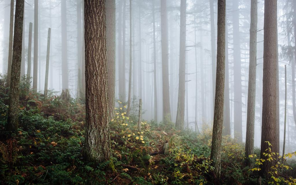 风景拍摄的雾森林高清壁纸