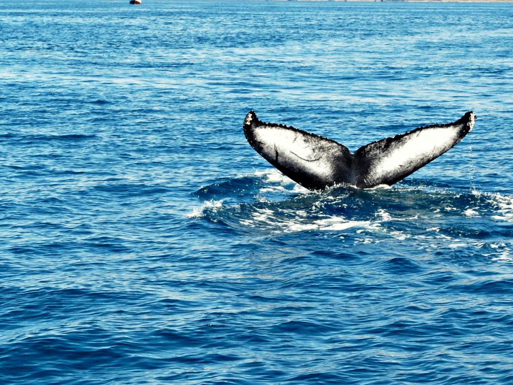 在白天的身体的黑体wale尾巴,驼背,鲸鱼高清壁纸